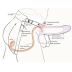 Страпон полый Men Style с анальной пробкой